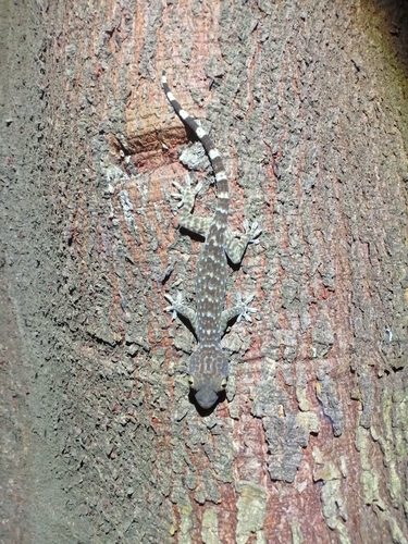 Tokay Gecko — seen at this dive site