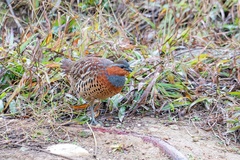 Bambusicola thoracicus