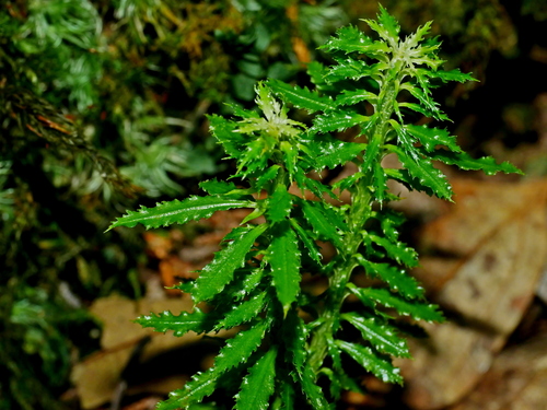 Huperzia serrata