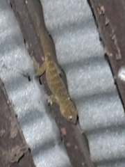 Gekko gecko