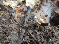 Conocybe arrhenii