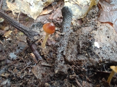 Conocybe arrhenii