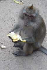Macaca fascicularis