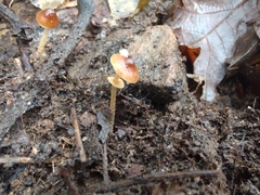 Conocybe arrhenii