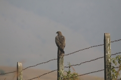 Milvus migrans govinda