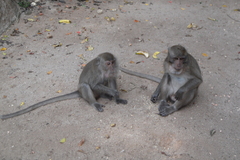 Macaca fascicularis