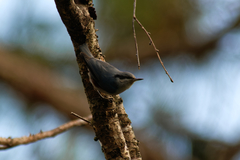 Sitta nagaensis