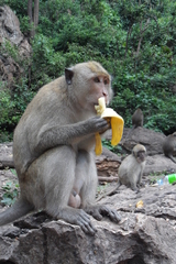 Macaca fascicularis