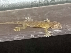 Gekko gecko