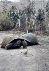 Mimus parvulus parvulus