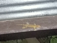 Gekko gecko