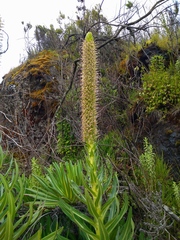 Lobelia aberdarica image