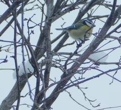 Cyanistes caeruleus