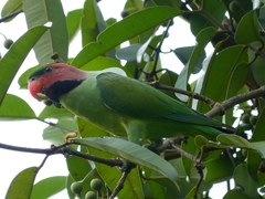 Long-Tailed Parakeet photo 5