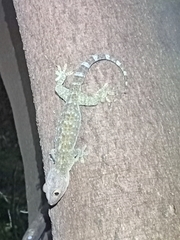 Gekko gecko