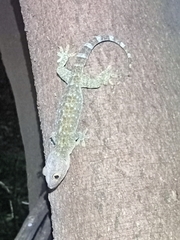 Gekko gecko
