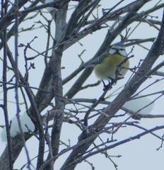 Cyanistes caeruleus