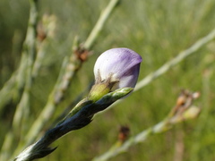 Psoralea congesta