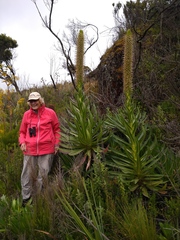 Lobelia aberdarica image