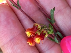 Hermannia joubertiana