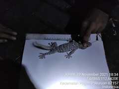 Gekko gecko