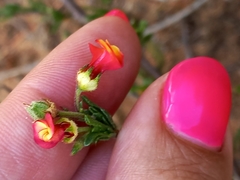 Hermannia joubertiana