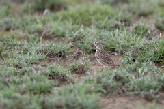Alaudala somalica athensis