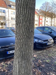 Liquidambar styraciflua