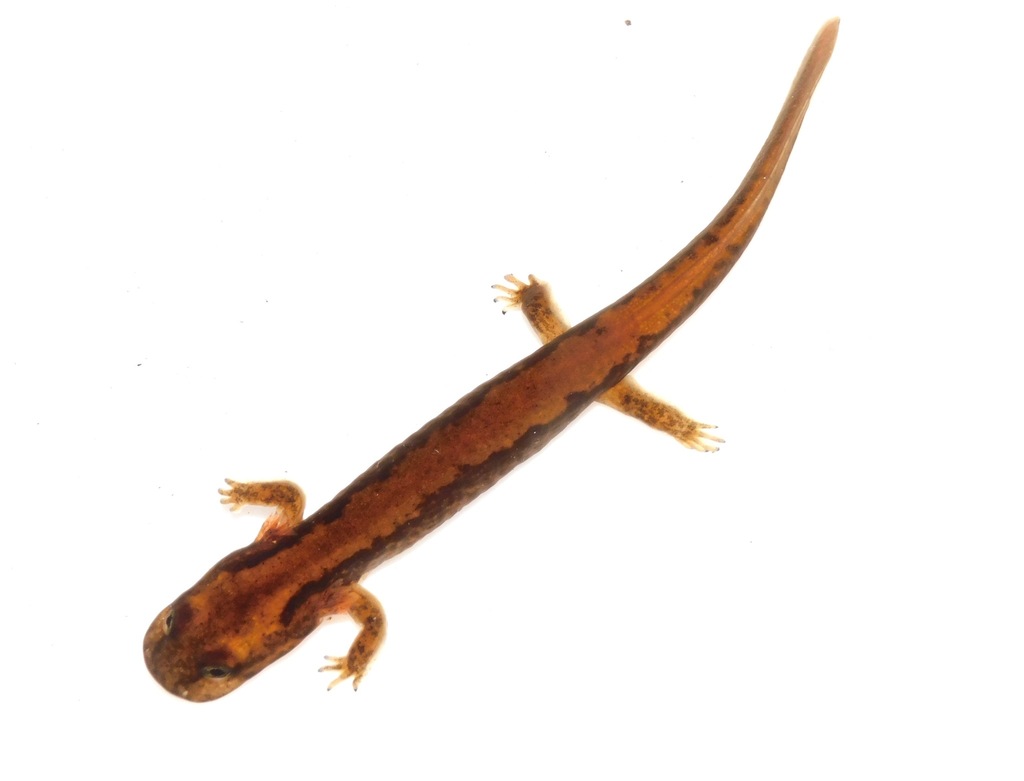 Bandai Clawed Salamander