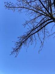 Liquidambar styraciflua