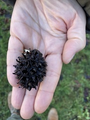 Liquidambar styraciflua