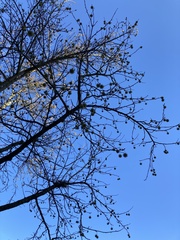 Liquidambar styraciflua