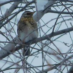 Turdus pilaris