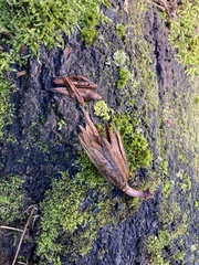 Liriodendron tulipifera