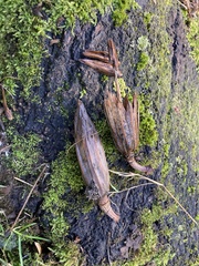 Liriodendron tulipifera