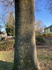 Liriodendron tulipifera