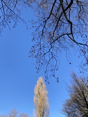 Liriodendron tulipifera