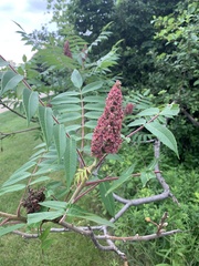 Rhus typhina