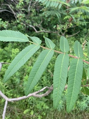 Rhus typhina