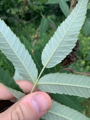 Rhus typhina