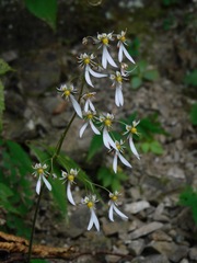 Saxifraga cortusifolia