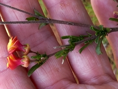 Hermannia joubertiana