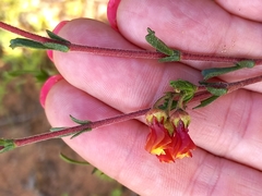 Hermannia joubertiana