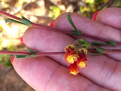 Hermannia joubertiana