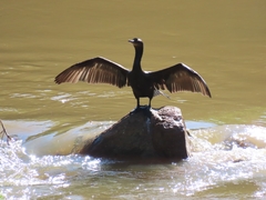 Nannopterum brasilianum