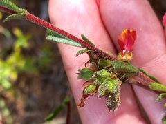 Hermannia joubertiana