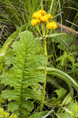 Berkheya umbellata