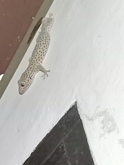 Gekko gecko