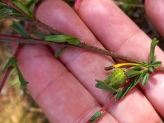 Hermannia joubertiana