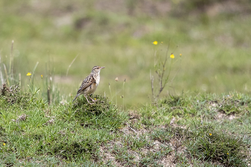 Kenyan Rufous-naped Lark (Subspecies Mirafra africana athi) · iNaturalist